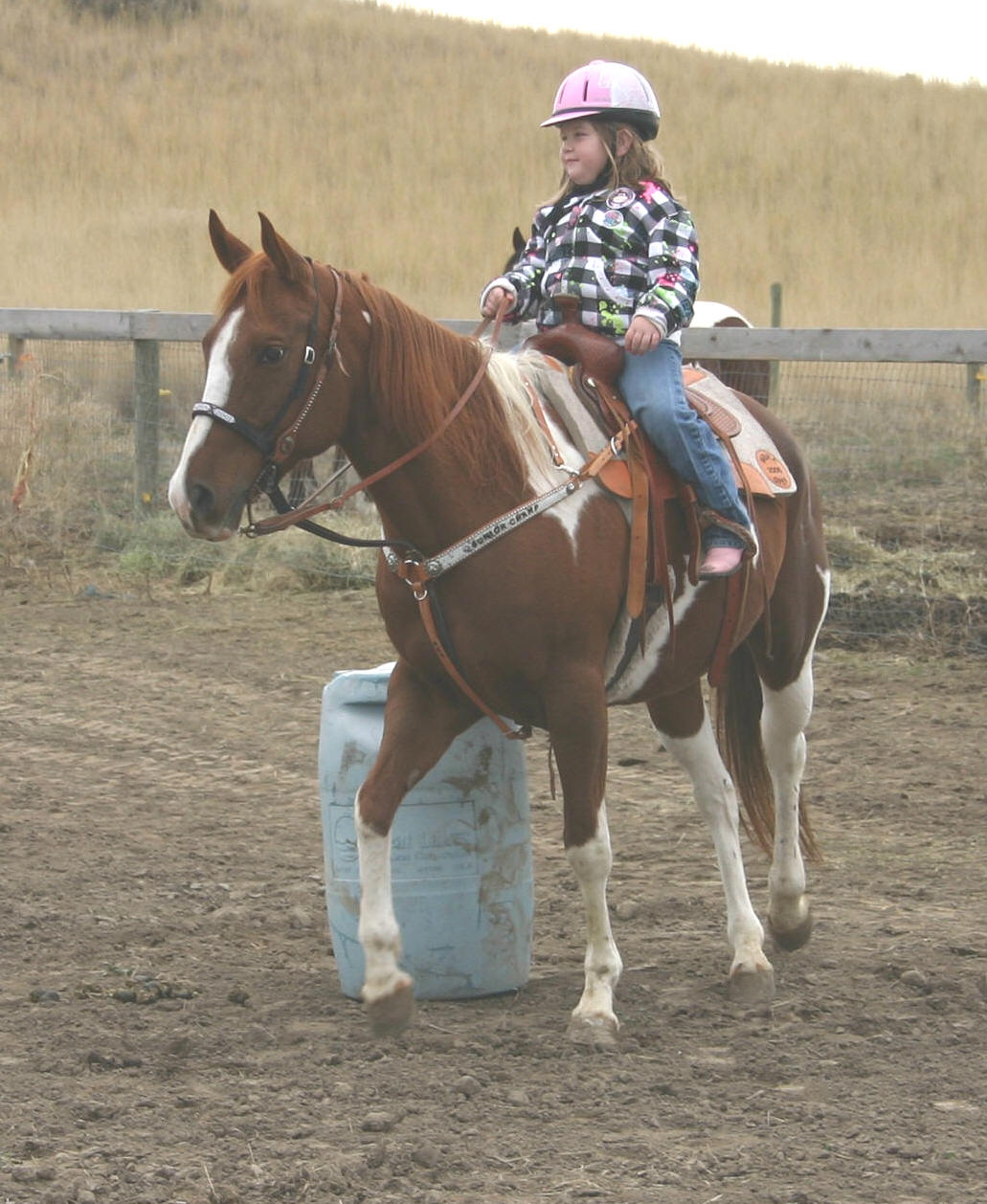 Barrel Horses For Sale